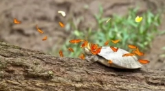 Čudes prirode: amazon leptiri koji piju kornjače suza (3 fotografije + 2 video)